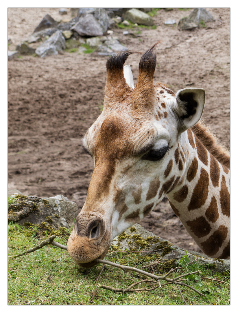 Giraffa camelopardalis