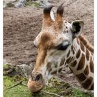 Giraffa camelopardalis