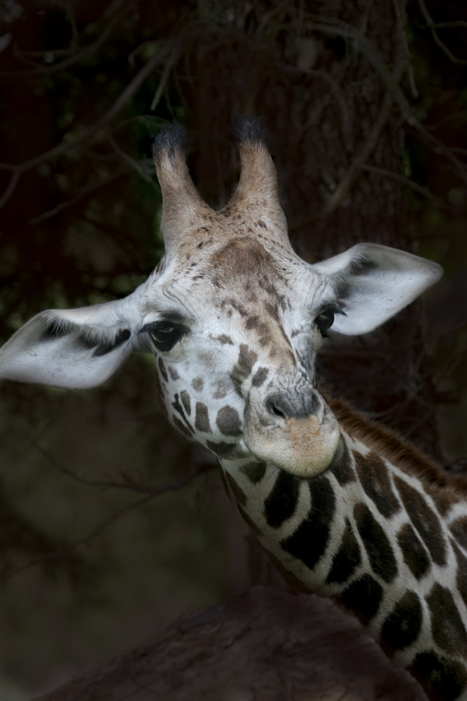 giraffa curiosa