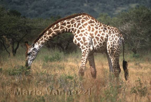 Giraffa - hluhlui park - Sudafrica