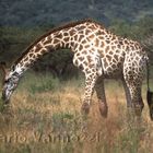 Giraffa - hluhlui park - Sudafrica