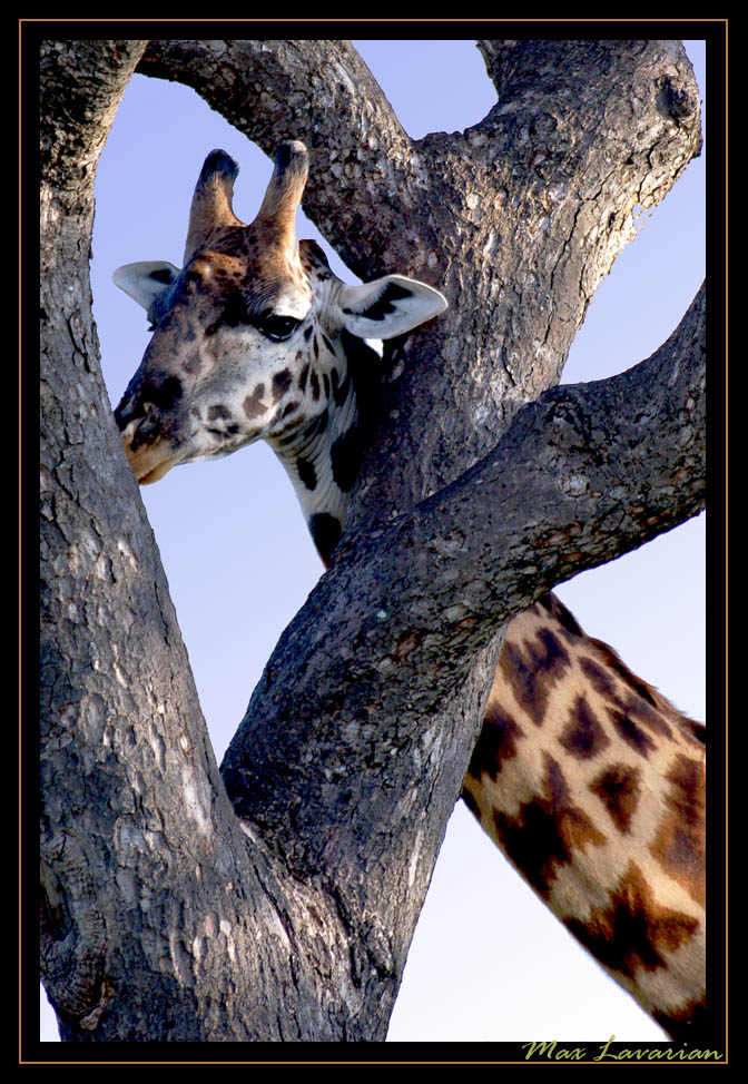 Giraffa... o baobab: intreccio fatale