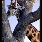 Giraffa... o baobab: intreccio fatale