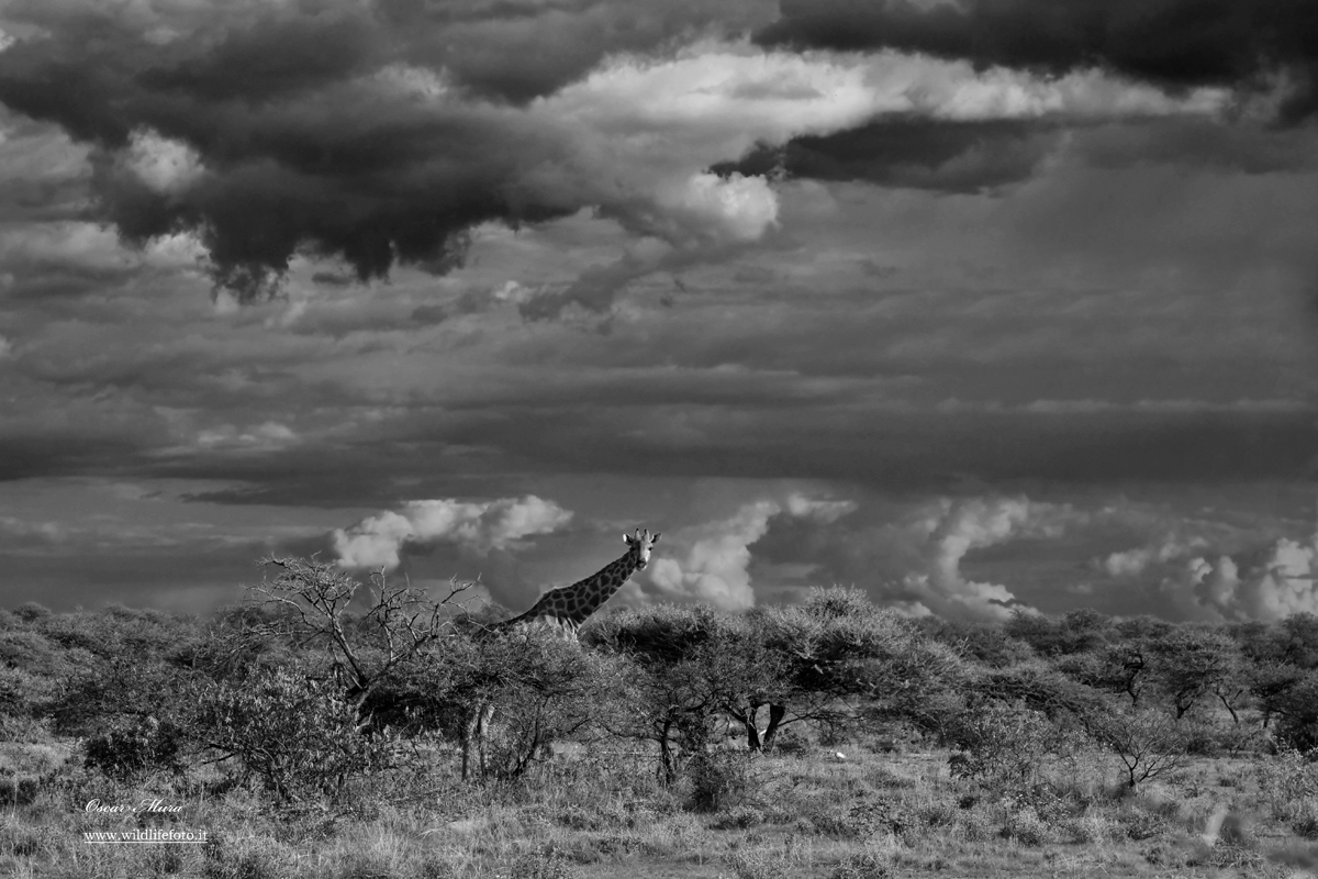 Giraffa  workshop fotografico in namibia di Oscar Mura https://www.wildlifefoto.it/