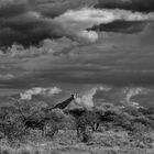 Giraffa  workshop fotografico in namibia di Oscar Mura https://www.wildlifefoto.it/