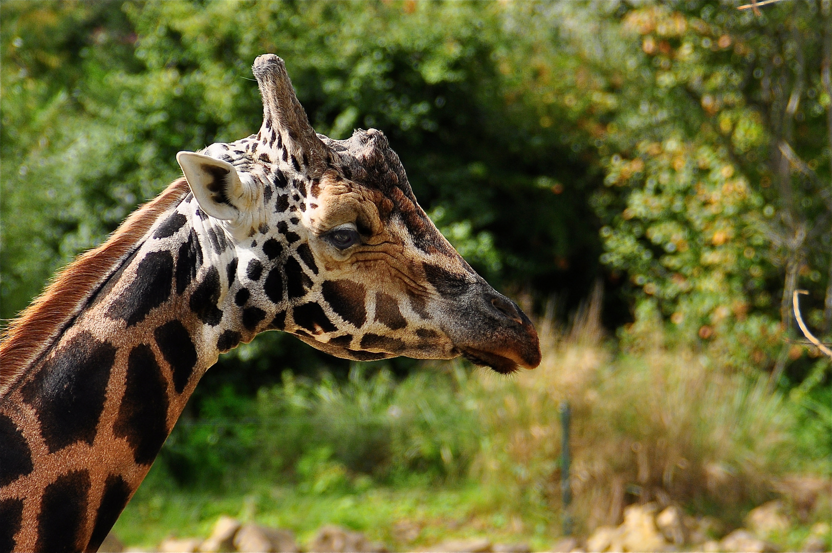 Giraffe