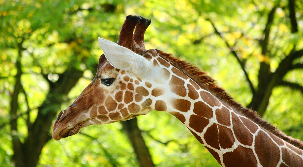 ~ Giraffe ~