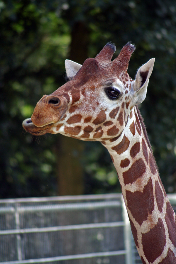 Giraffe von Yvonne Scharbius-Hartmann