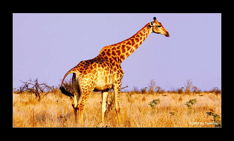 Giraffe