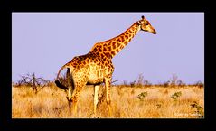 Giraffe