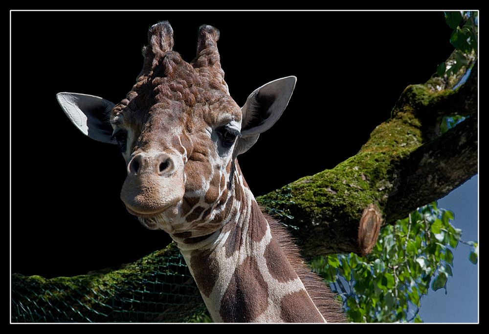 Giraffe