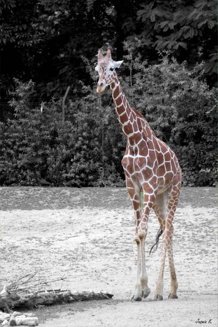 Giraffe