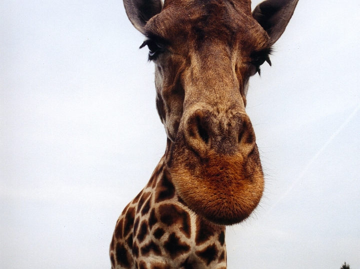 Giraffe