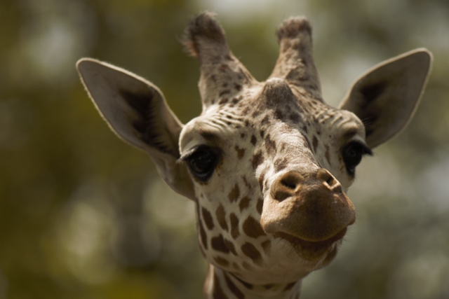 Giraffe