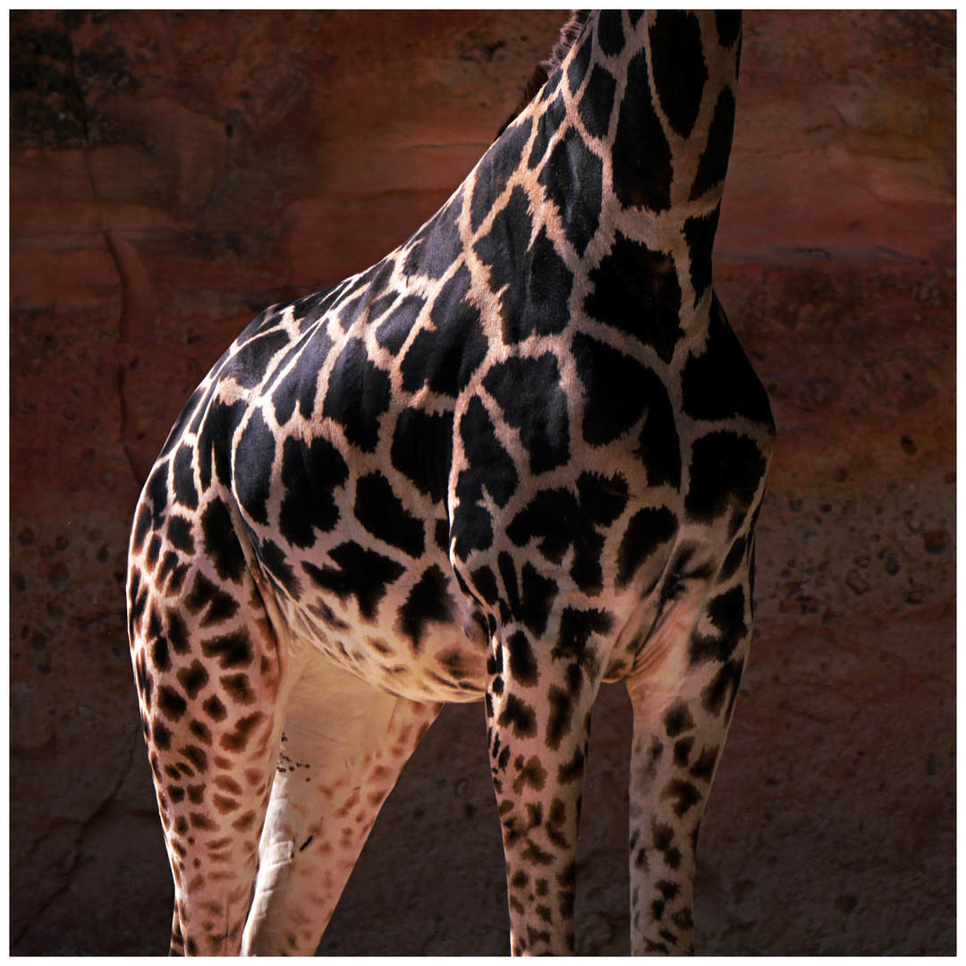 Giraffe...