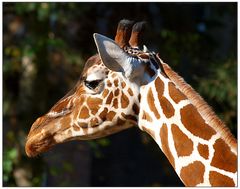 Giraffe -1-