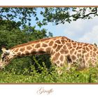 Giraffe