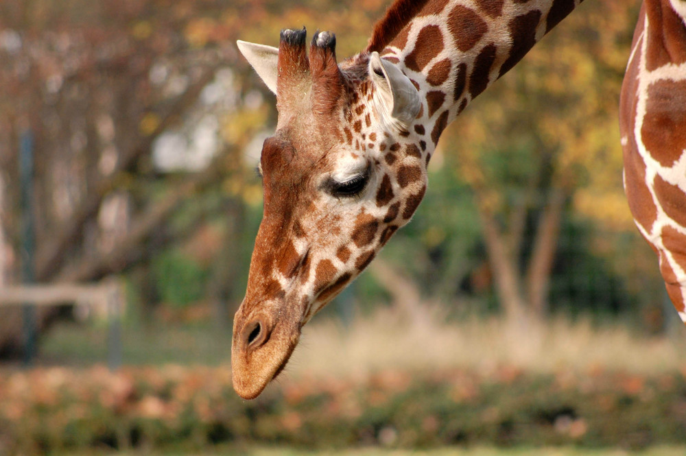 Giraffe