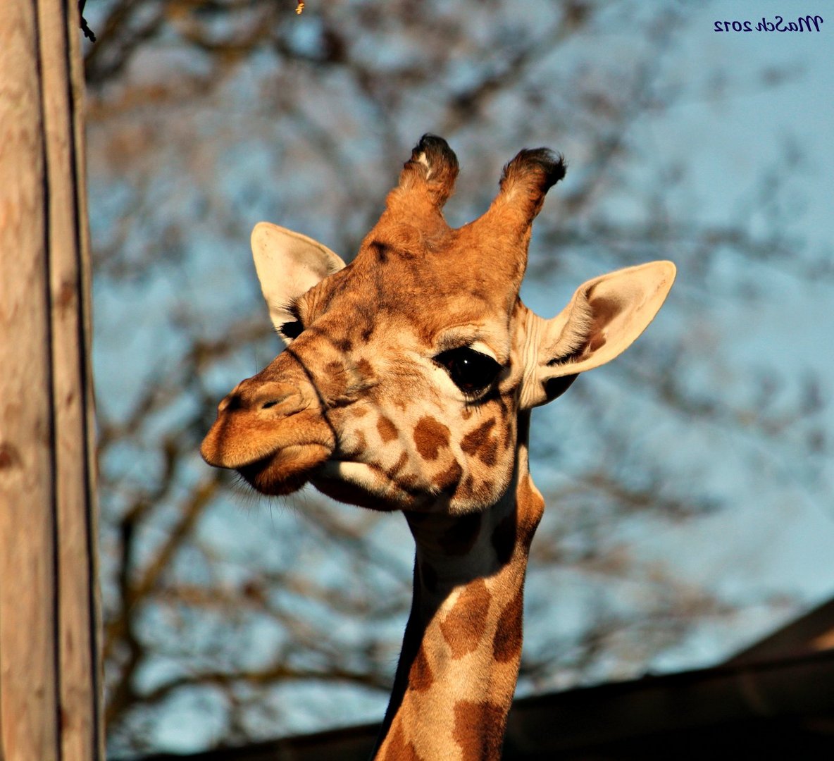 Giraffe :)