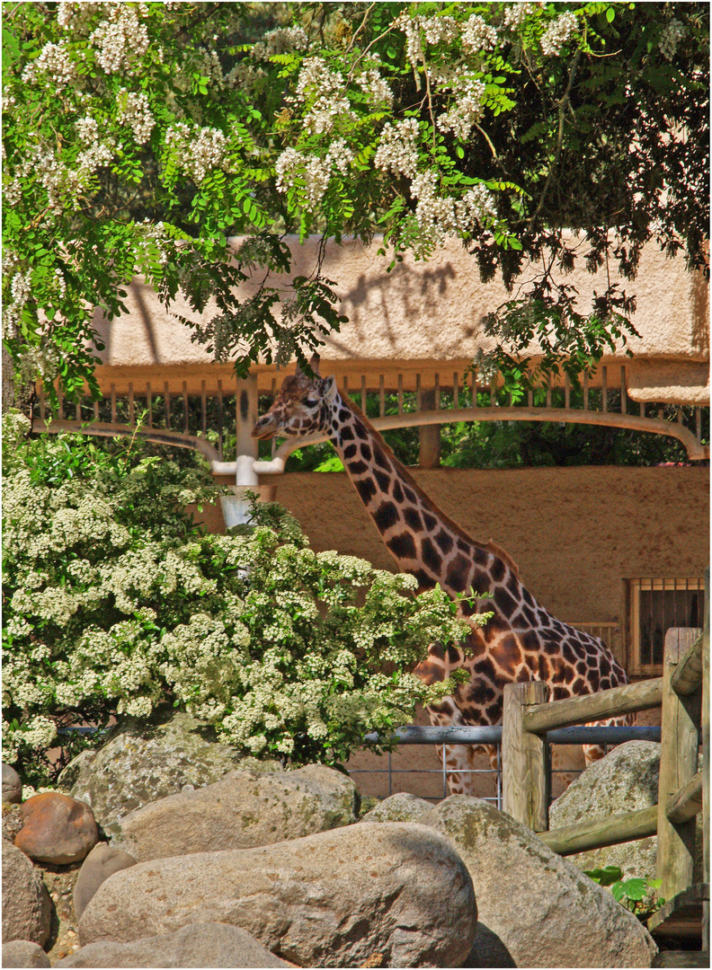 Giraffe