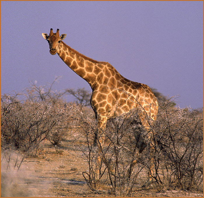 Giraffe