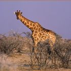 Giraffe