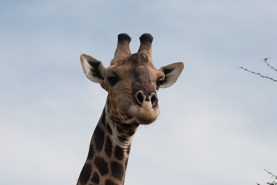 Giraffe