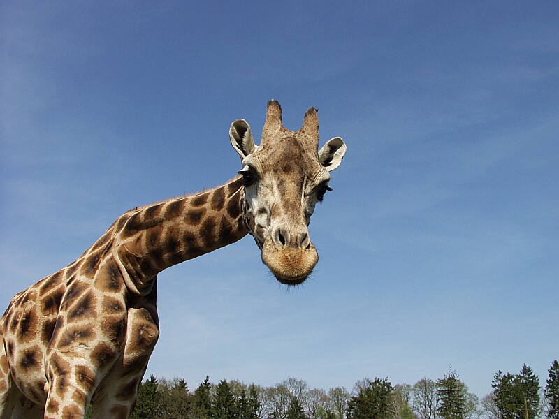 Giraffe 2 Foto & Bild | tiere, wildlife, säugetiere Bilder auf fotocommunity