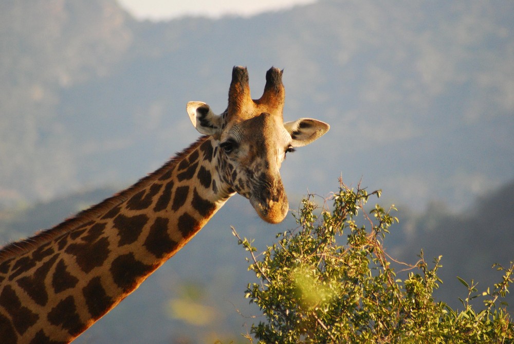 Giraffe 2