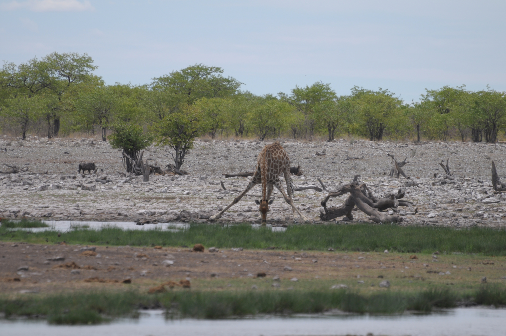 Giraffe 2 (Etosha)