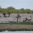 Giraffe 2 (Etosha)