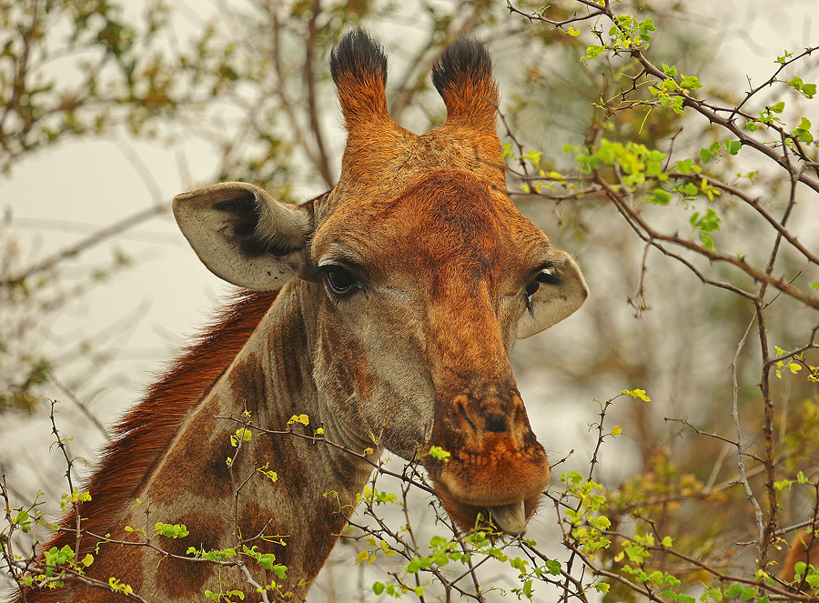 Giraffe 2,0