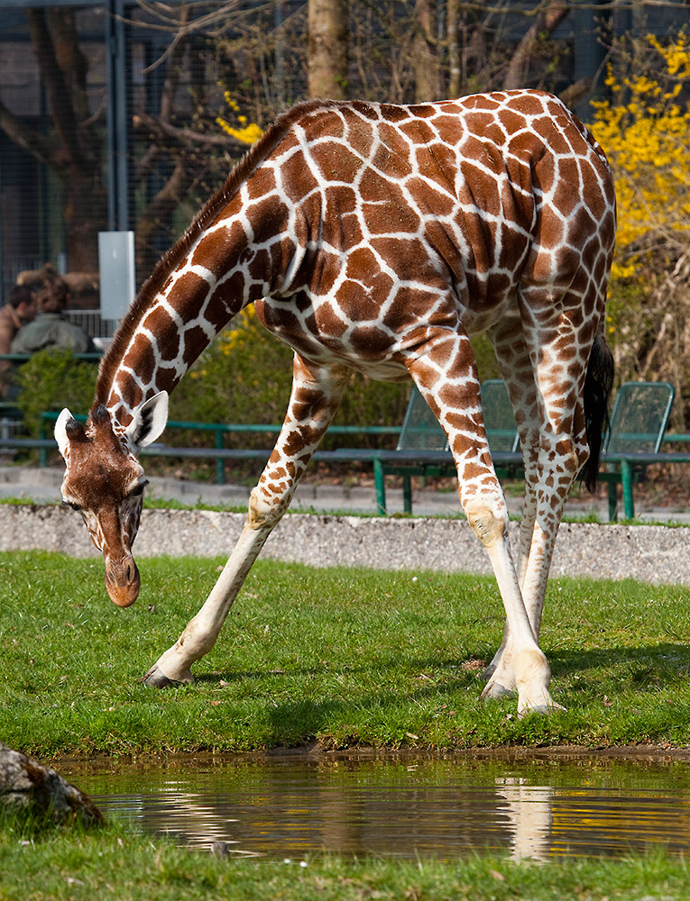 Giraffe 2010 #1