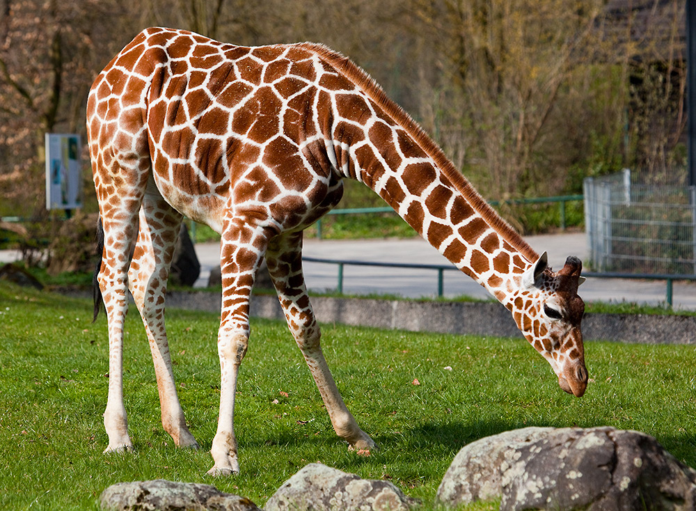 Giraffe 2010 #2