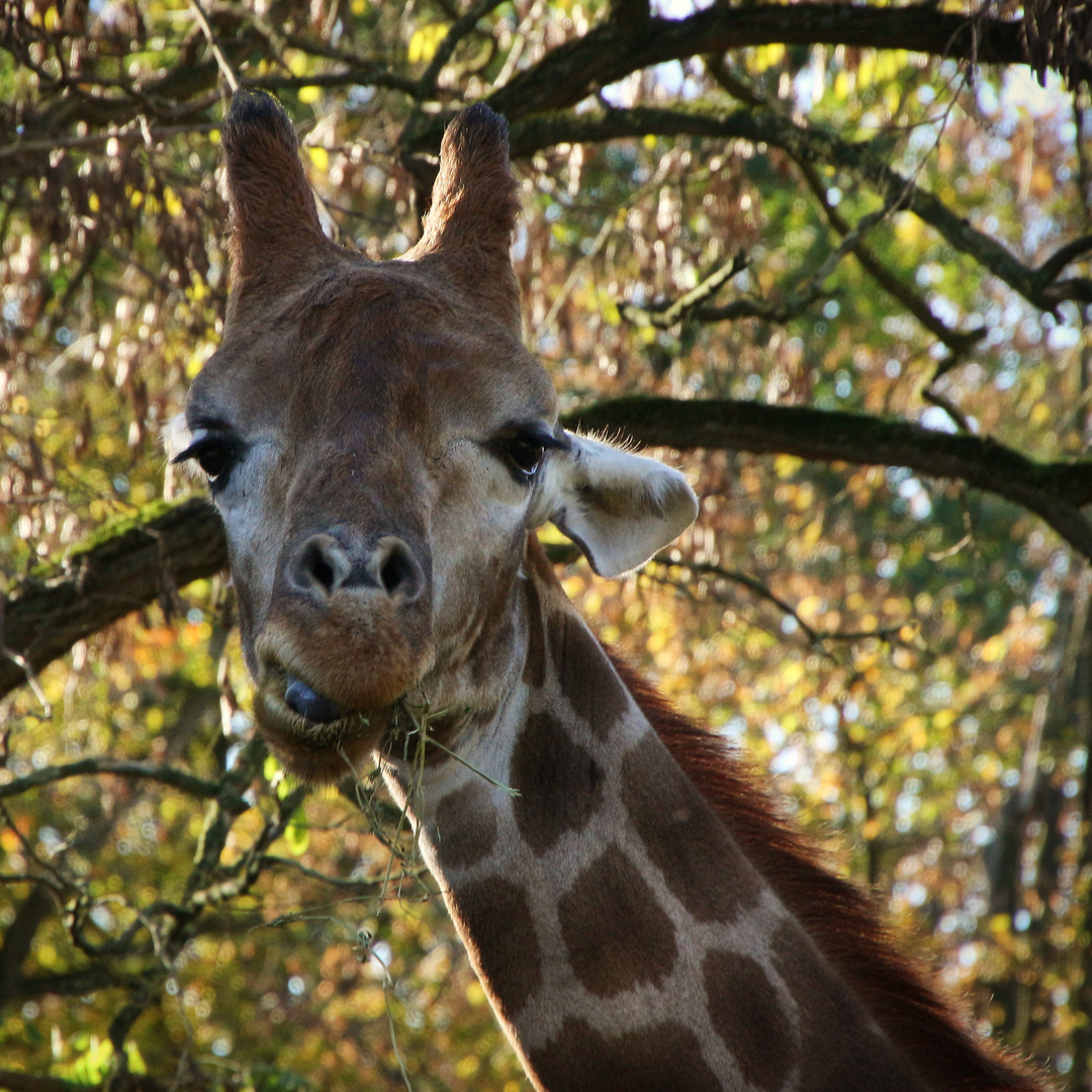 Giraffe (2021_11_09_9142_ji)