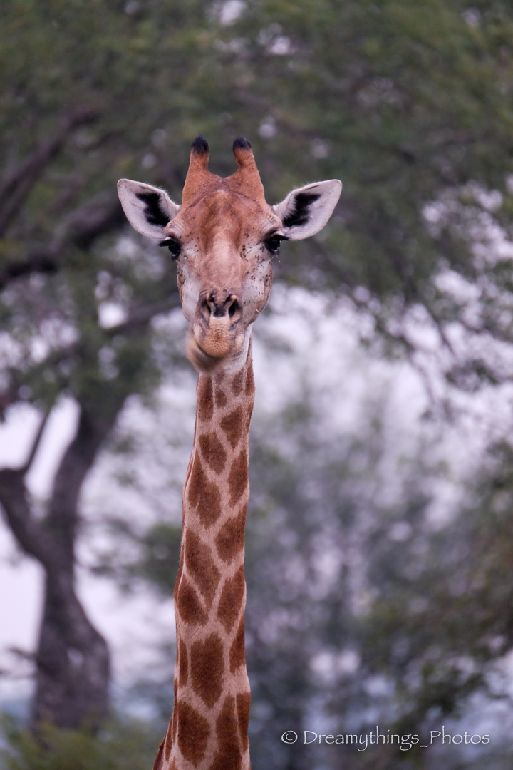 Giraffe 