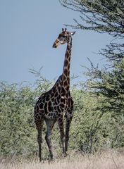 Giraffe