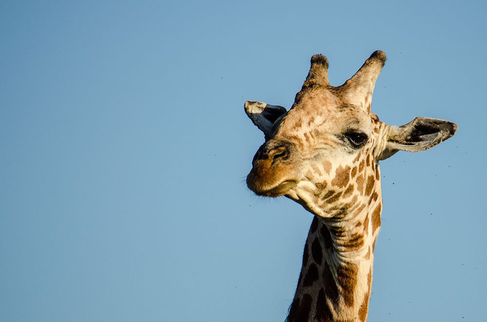 Giraffe