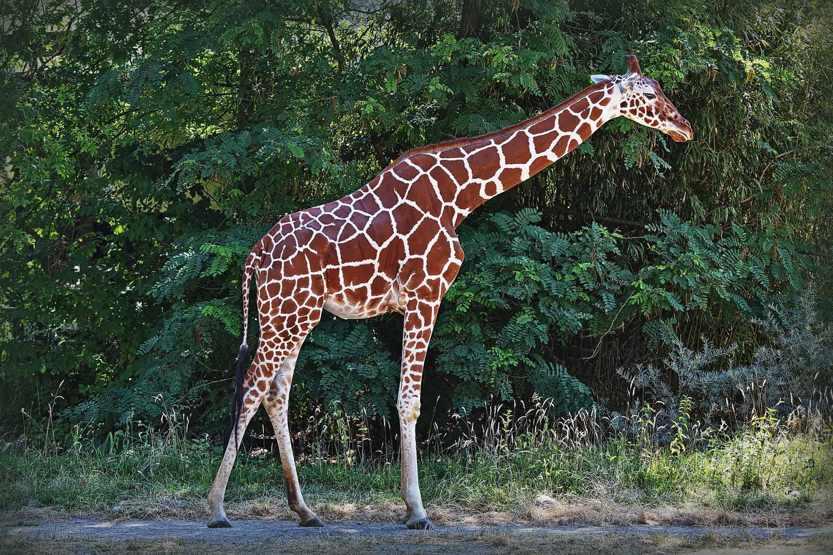 Giraffe