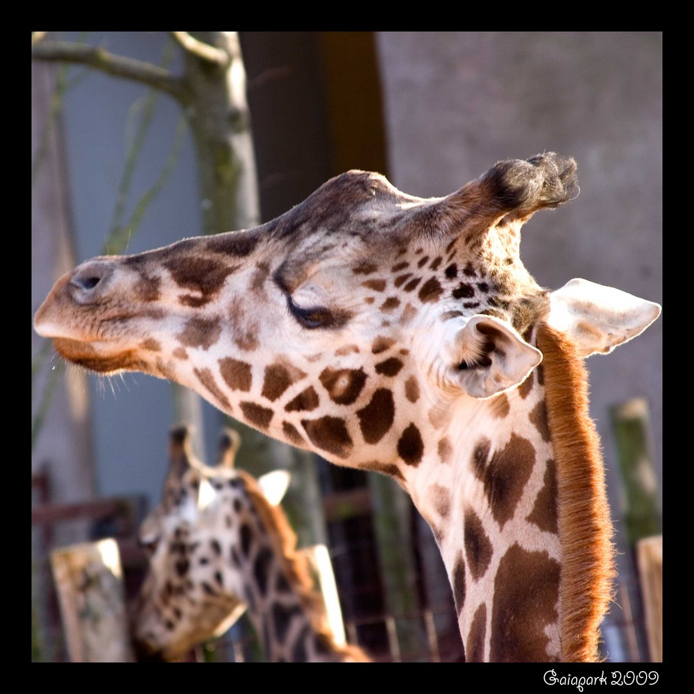 Giraffe