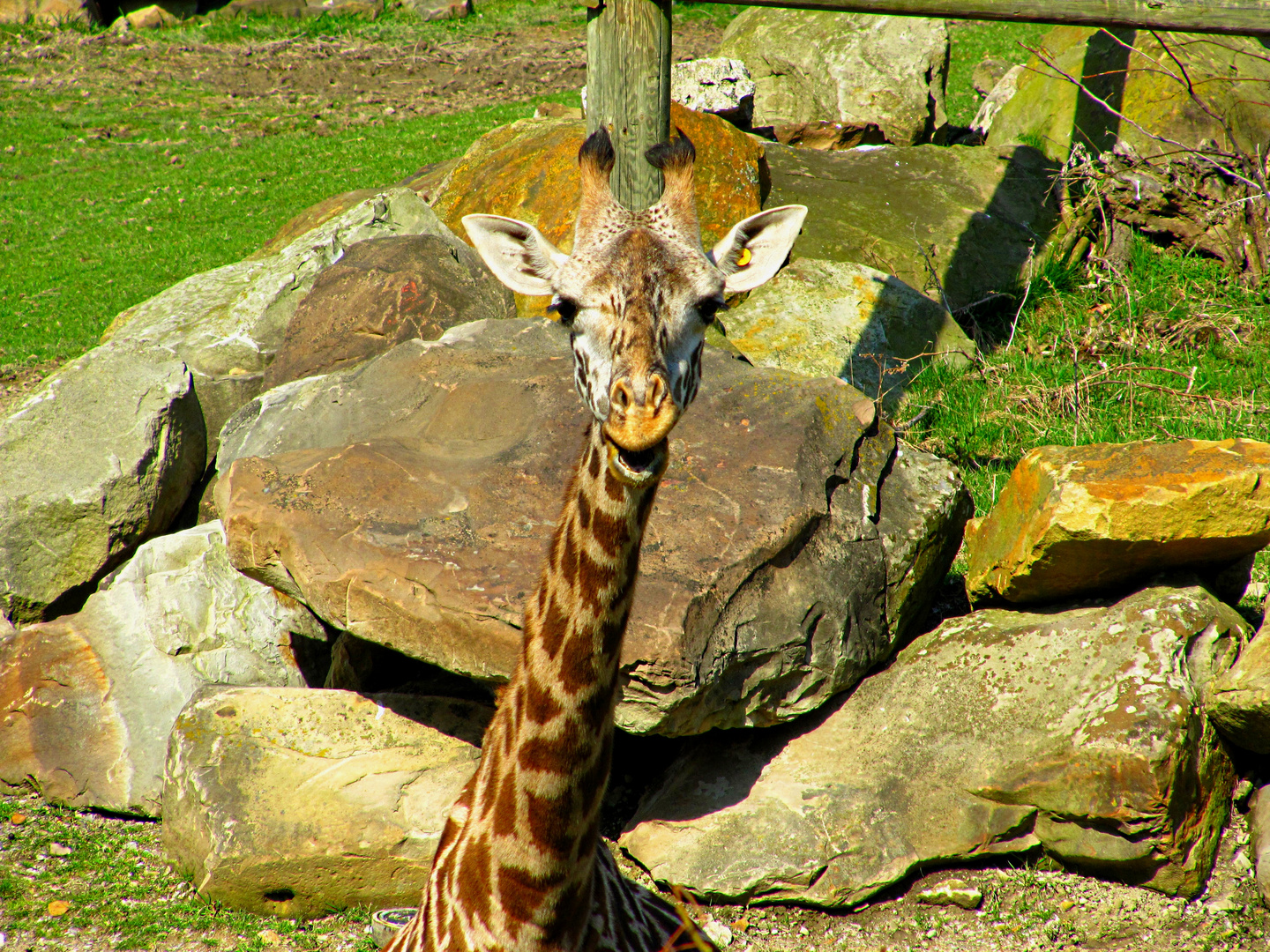 Giraffe