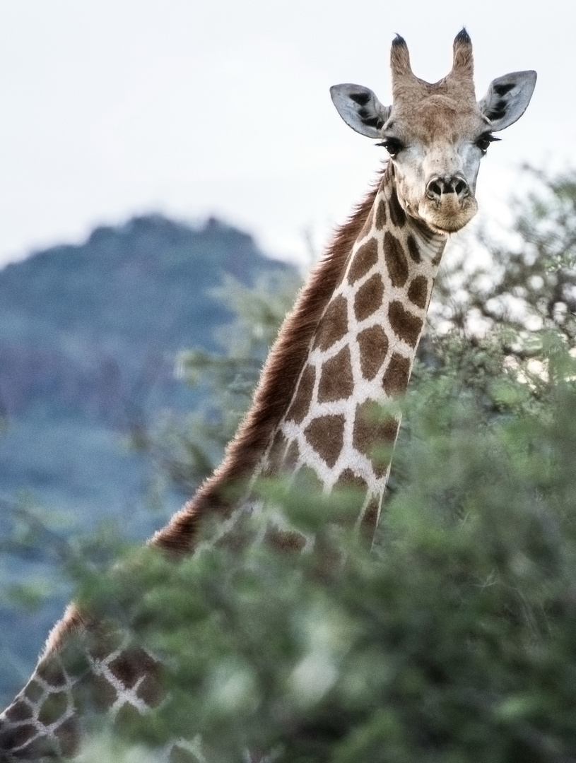 Giraffe