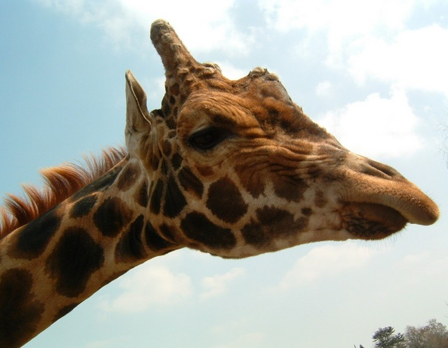 giraffe