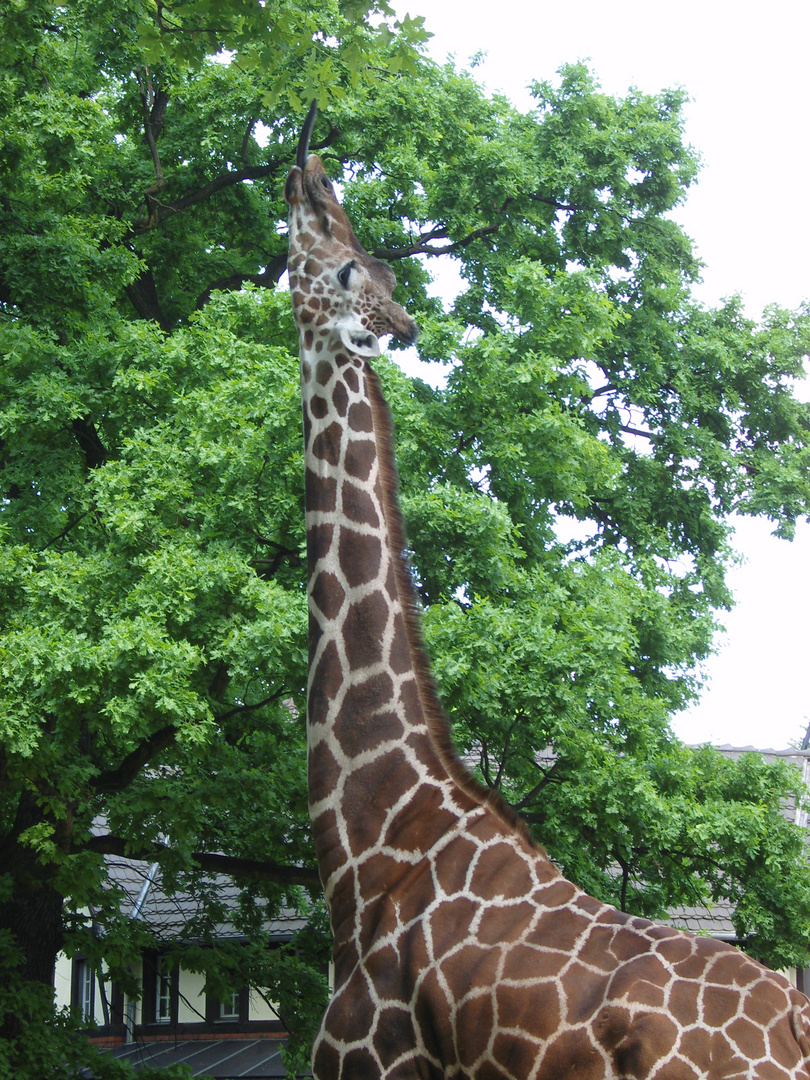 Giraffe