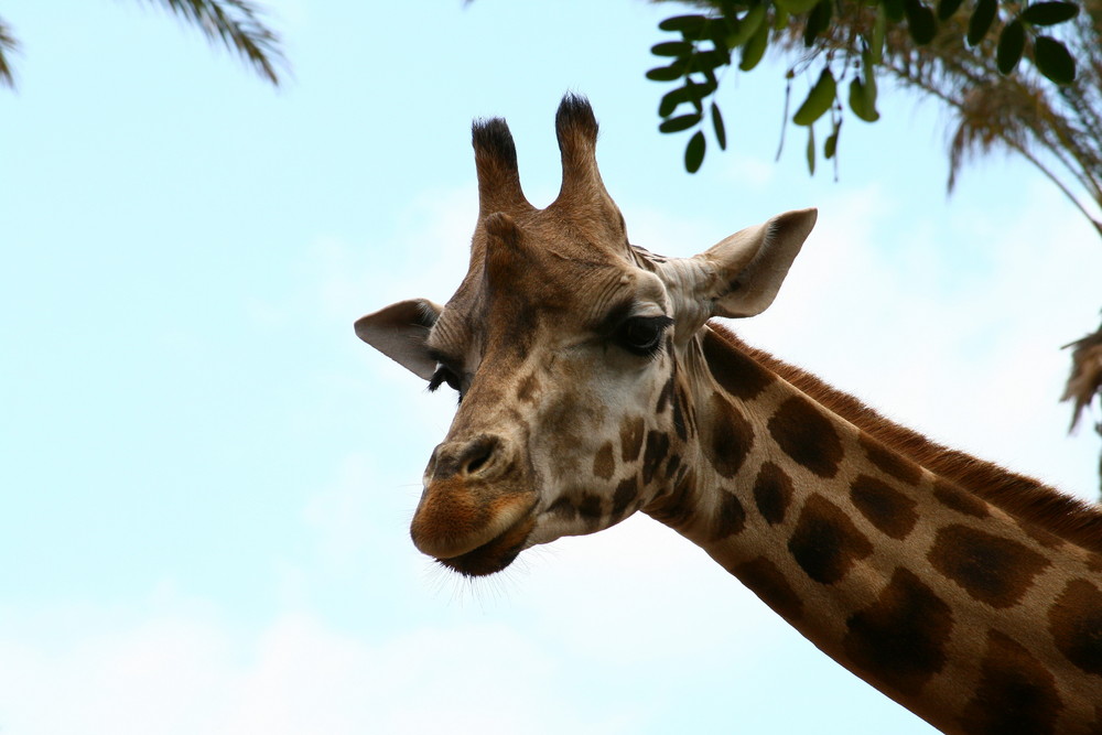 Giraffe