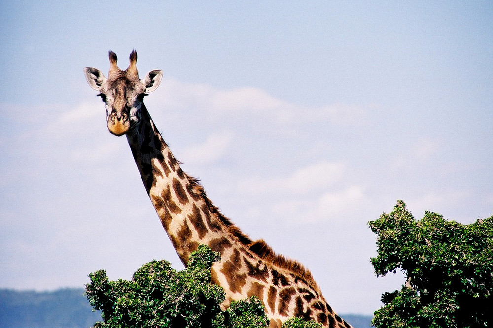 giraffe