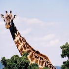 giraffe