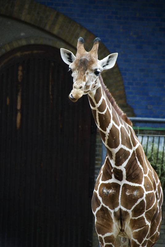 Giraffe