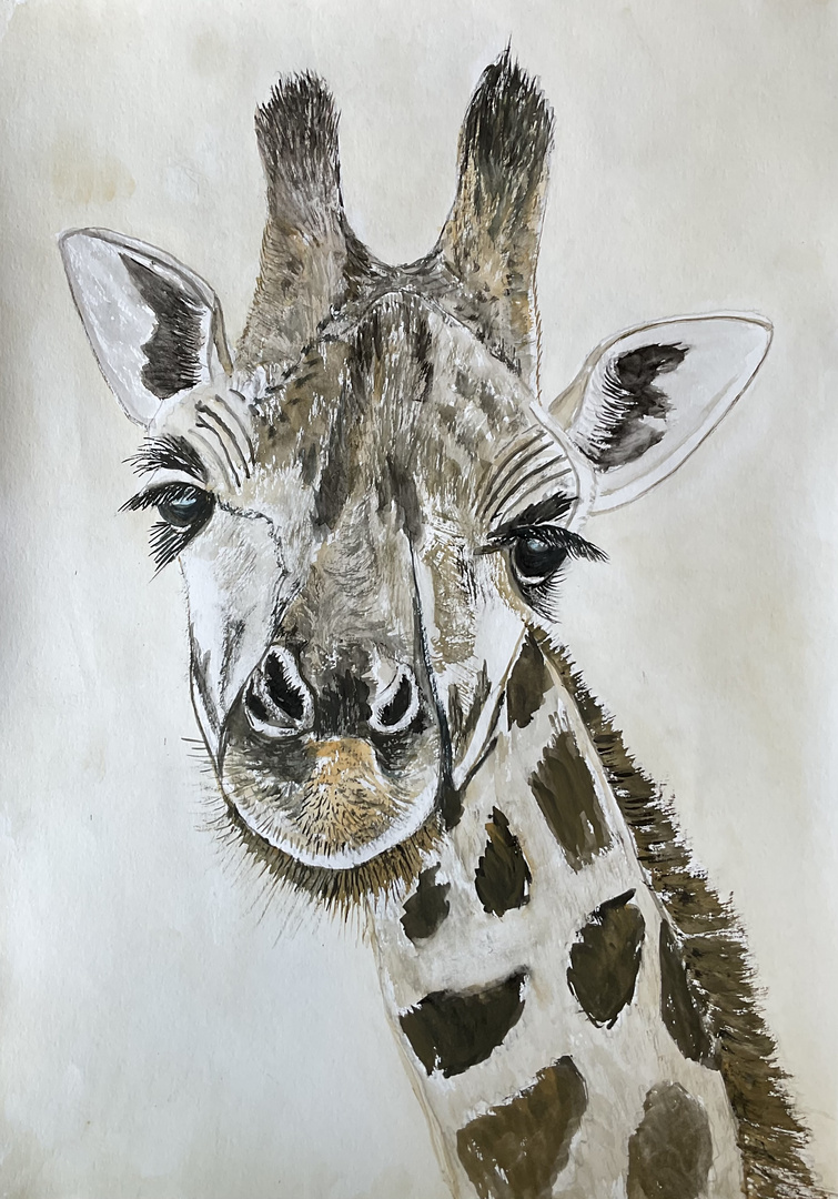 Giraffe 