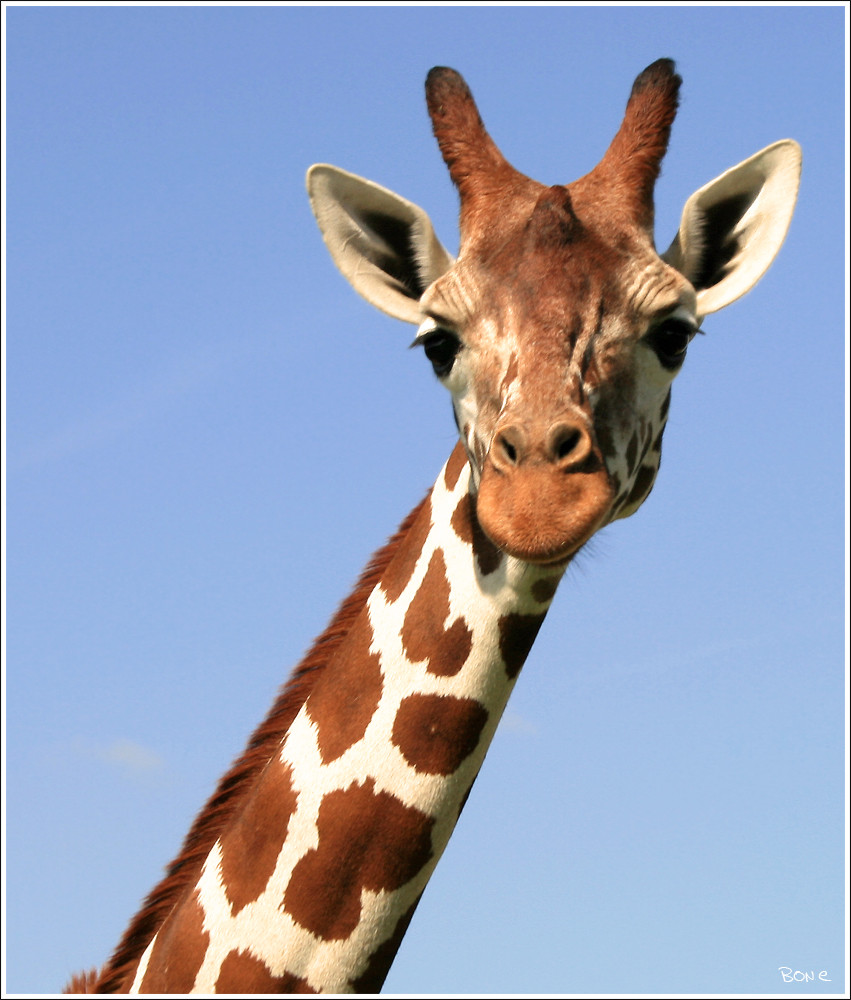 Giraffe